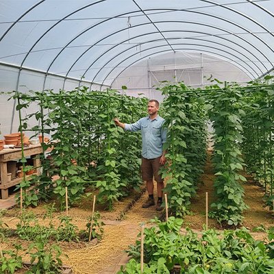 Tuteur tomate