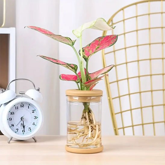 Pot de fleurs