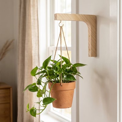 Suspension plante​ 
