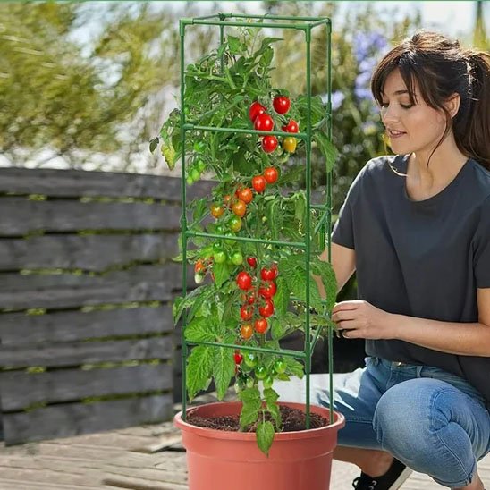 Tuteur tomate