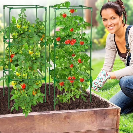 Tuteur tomate